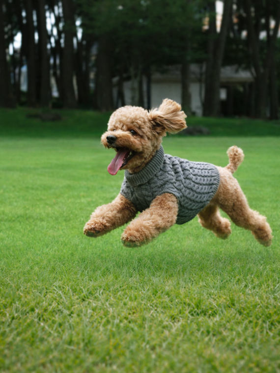 Happy Tails with 너티포비