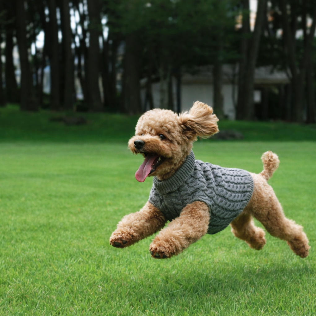 Happy Tails with 너티포비