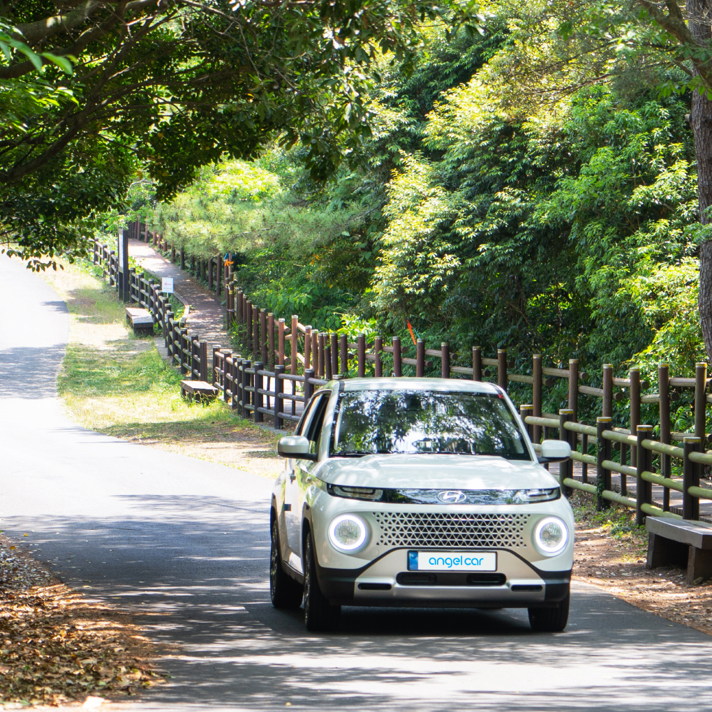 Driving in the forest
